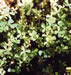 Plant Thumbnail Image